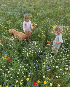 two children and a dog in a field full of wildflowers