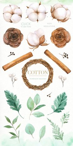 watercolor illustration of cotton and leaves