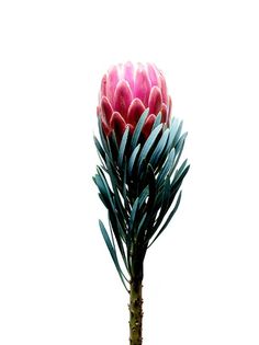 protea Floral, Nature, Flowers, Cactus, Flower Power, Flowers Photography, Leaves, Beautiful Flowers, Botanical