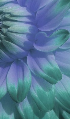 a close up view of a blue flower