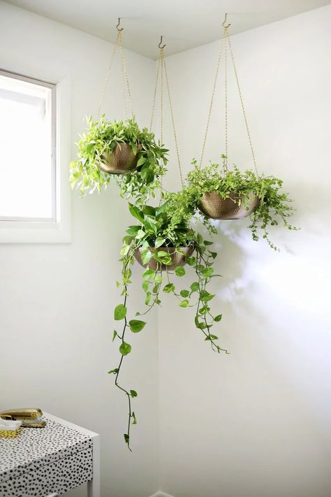 Ideas, Architecture, Design, Interior, Hanging Plants, Hanging Planters, Herb Garden Wall, Room With Plants, Garden Wall Planter