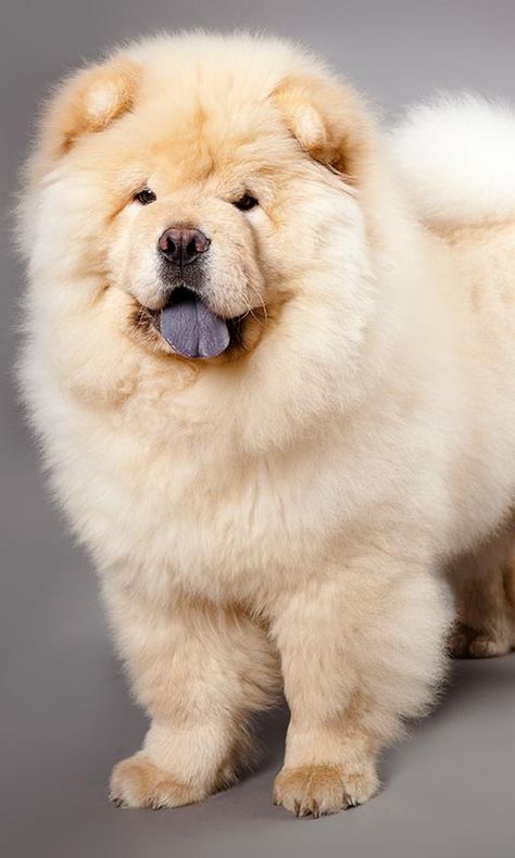 Las razas de perro más raras o menos conocidas - Foto 7 Dogs, Pet Dogs, Dog Breeds, Puppies, Perros, Chau Chau Dog, Chow Dog Breed, Gatos, Chow Chow