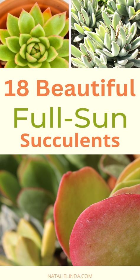 These full sun succulents can thrive outdoors, even in high heat! They perform better than other succulents and look great in DIY succulent bowls and succulent planters! Some do well planted in the ground as part of your landscape design, too, in both back and front yards! Cactus, Landscape Designs, Décor, Terrariums, Linda, Graden, Xeriscape, Life, Decor