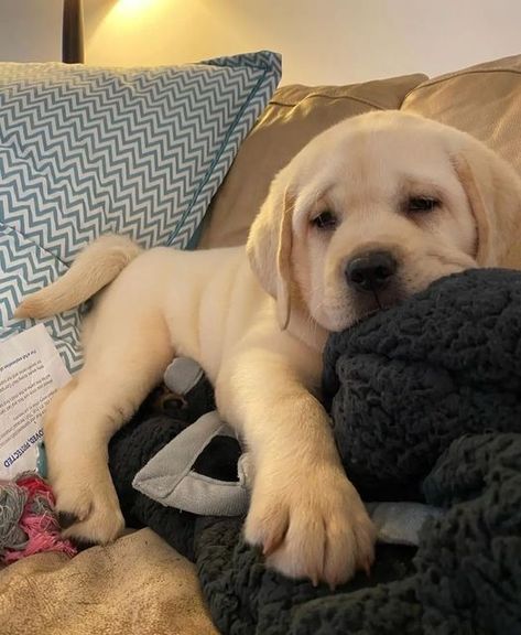 Dogs And Puppies, Labrador, Puppies, Lab Puppies, Lab Puppy, Labrador Retriever Dog, Labrador Retriever Puppies, Yellow Lab Puppies, Lab Dogs