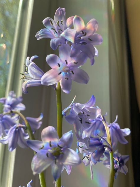 Floral, Purple Flowers, Purple Bell Flowers, Blue Bells, Blue Bell Flowers, Light Purple Flowers, Pretty Flowers Pictures, Bloom, Pretty Plants