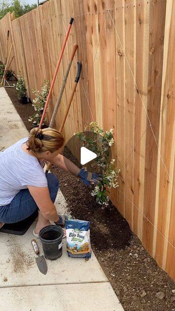 Monique Windschitl on Instagram: "Making our ESPALIER. Using Star Jasmine. And THAT’S just how I do IT!  #espalier #dyi #starjasmine#easy #fyp #creator #athomewithmo #homeandgarden #plants #flowers #garden #yard #at_home_with_mo"