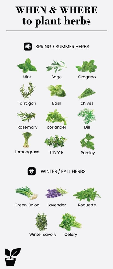 Herbs, Herb Garden, Gardening, Shaded Garden, Garden Types, Herbs Indoors, Herb Gardening, Growing Herbs, Planting Herbs