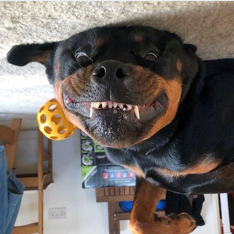 14 Hilarious Pictures Of Rottweilers To Brighten Your Day | Page 2 of 3 | PetPress Funny Dog Pictures, Staffordshire Bull Terrier, Dogs, Bullmastiff, Husky, Pitbull, Rottweiler Puppies, Dogs And Puppies, Funny Dog Memes