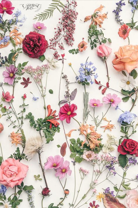 Hoa, Wallpaper, Resim, Flower Aesthetic, Bunga, Bloom, Fotografie, Flores, Pretty Flowers