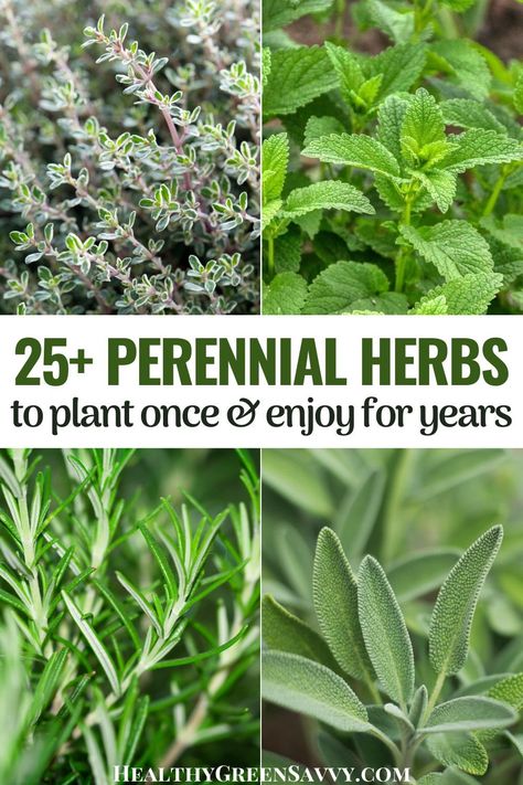 Nature, Gardening, Diy, Herbaceous Perennials, Planting Herbs, Growing Herbs, When To Plant Herbs Outside, Growing Herbs Outdoors, Best Herbs To Grow
