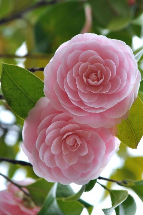 pretty camellia flower bush Flowers, Hoa, Flores, Rosas, Bunga, Flower Aesthetic, Rose, Beautiful Roses, Rose Flower