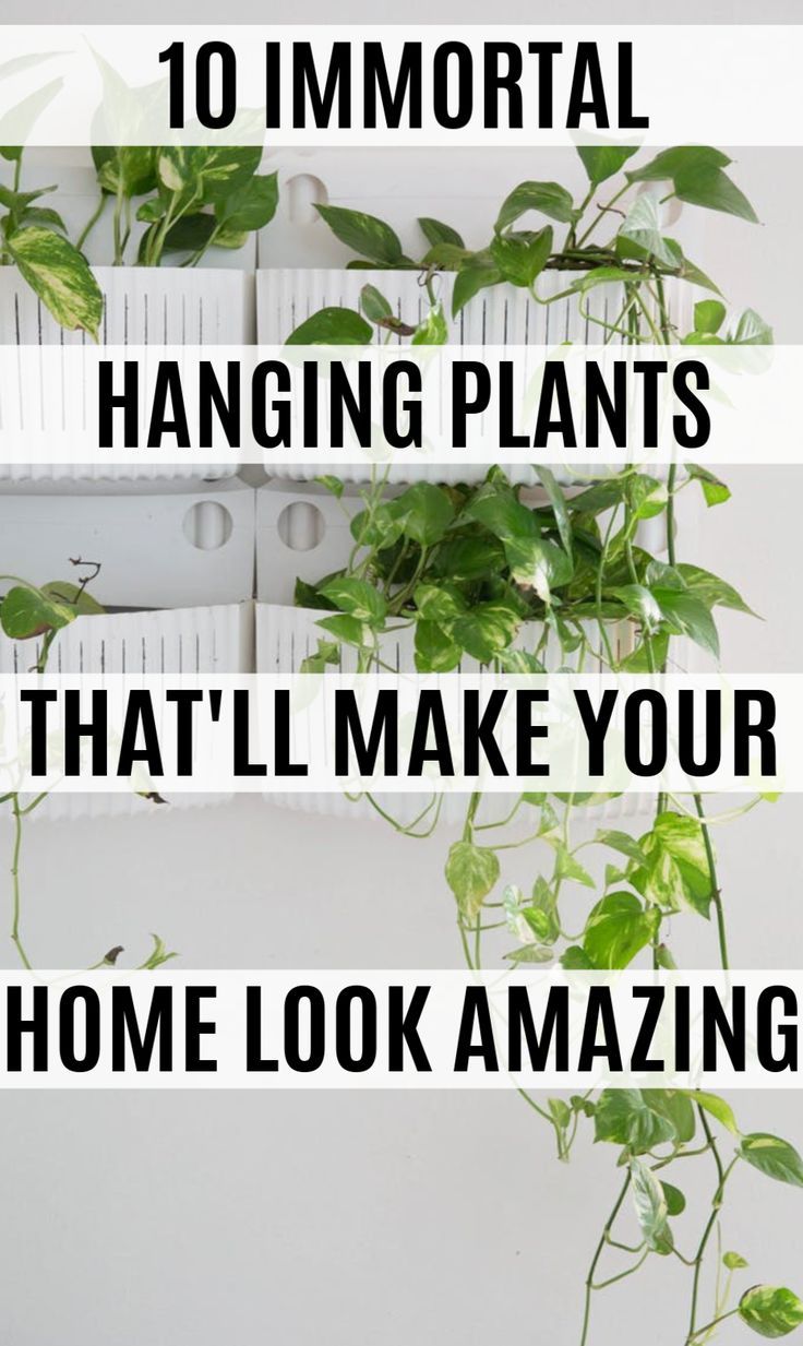 some plants that are hanging on a wall with the words 10 important hanging plants that i'll make your home look amazing