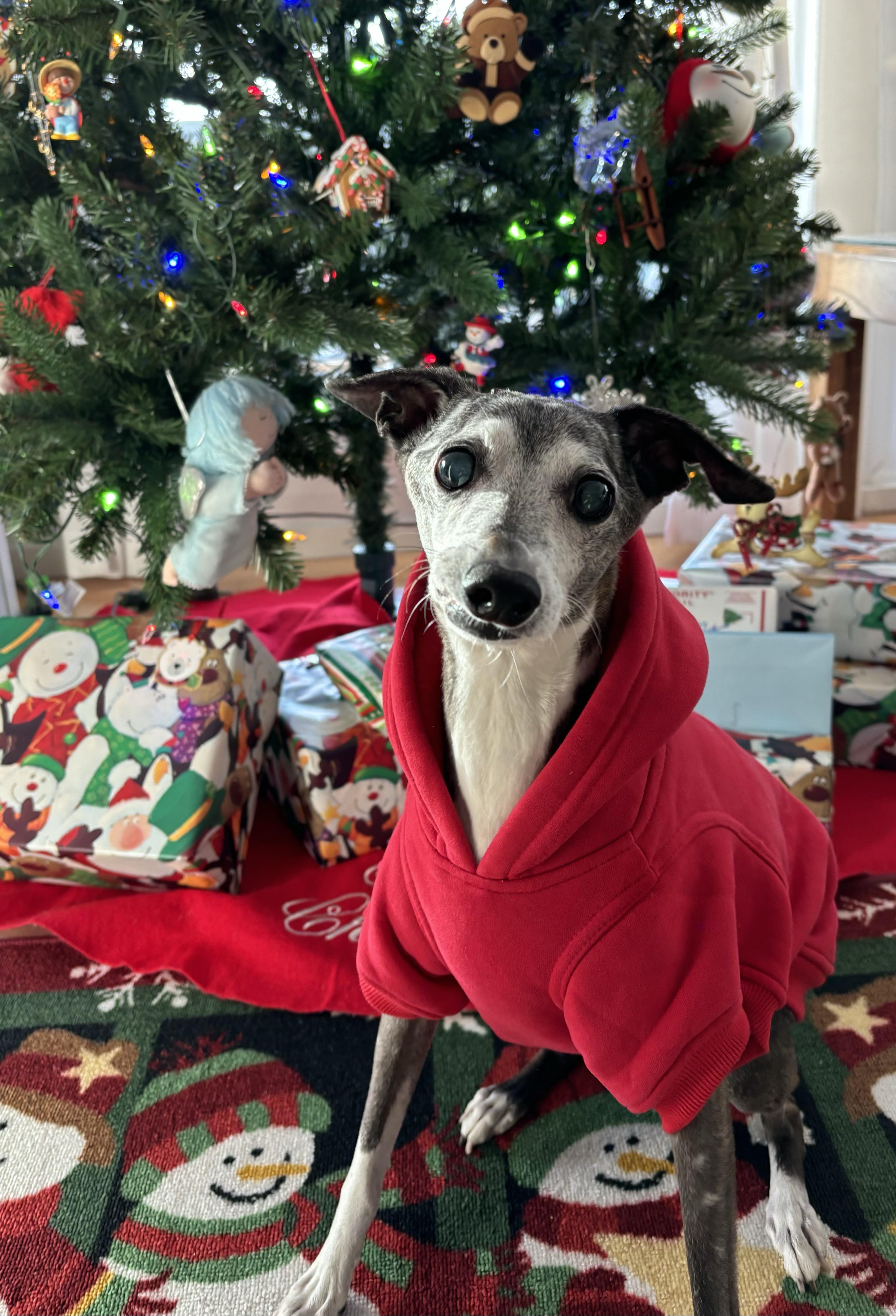 r/ItalianGreyhounds - Miggy wishes everyone happy holidays!