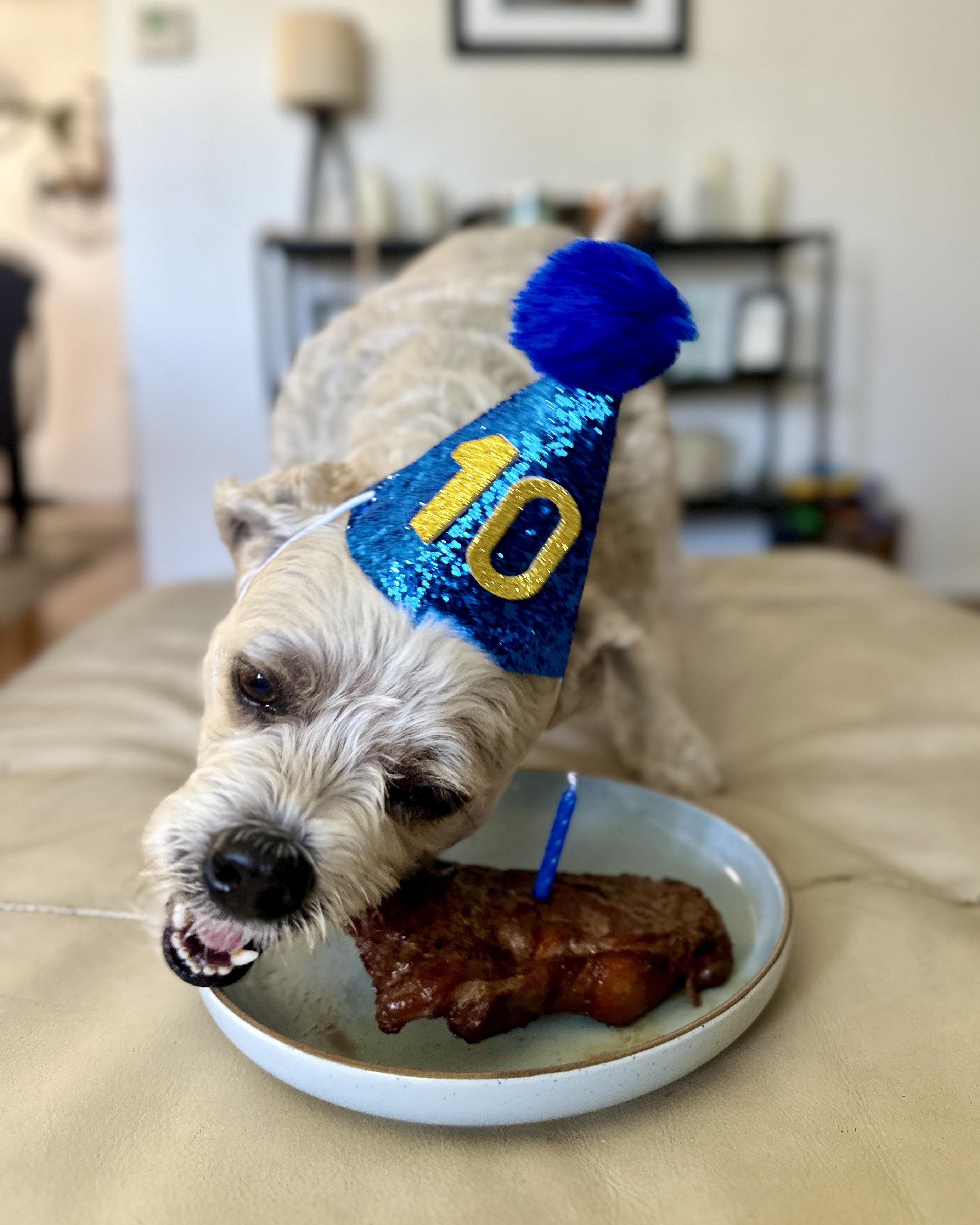 r/OldManDog - My guy Rufus celebrating 10 today!