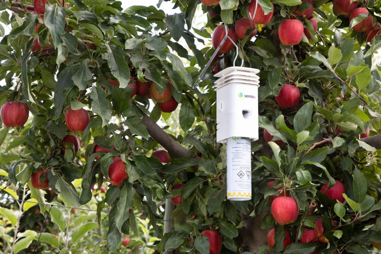 A Semios Pheromone Aerosol Dispenser hanging in an apple orchard