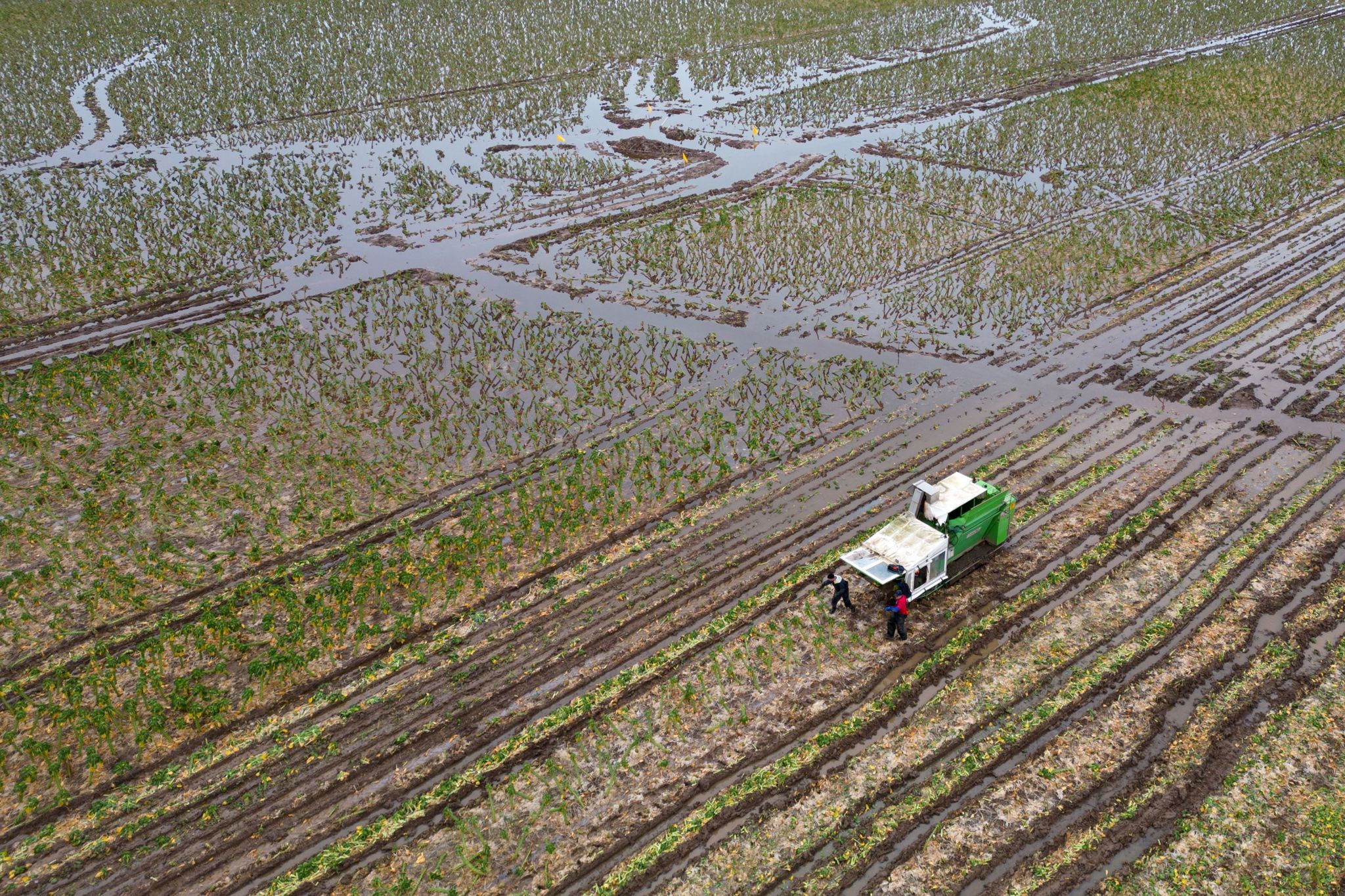 Farm workers harvest brussel sprouts on flooded field