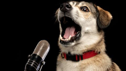 A goofy-looking dog with its jaw wide open, and a microphone placed in front of it - creating the illusion that it is being recorded