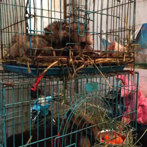 Worobey et al A racoon dog in Huanan market, Wuhan