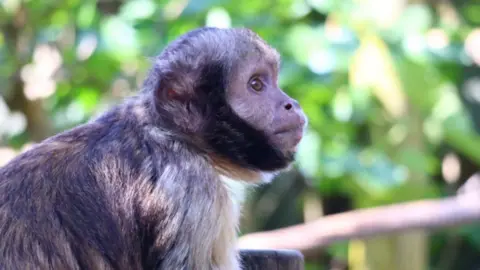 Yellow-breasted capuchin monkey