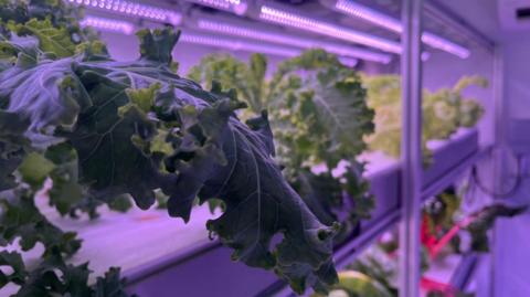 Vegetables grow in vertical farm