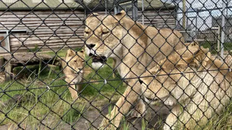 Three lions at West Midlands Safari Park