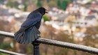 These crows have counting skills previously only seen in people