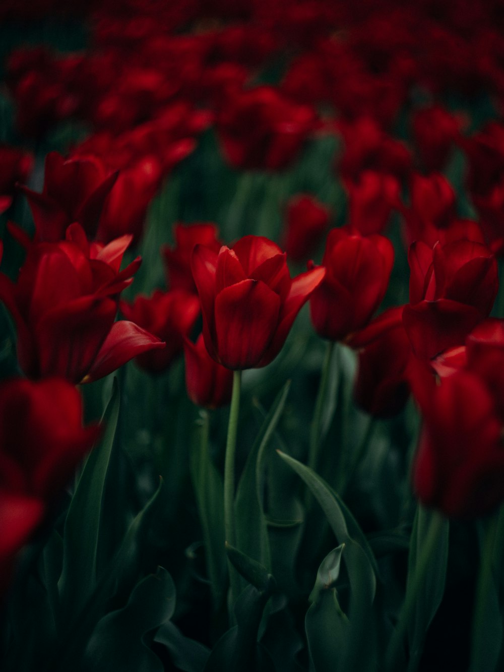 a field of red tulips with green leaves