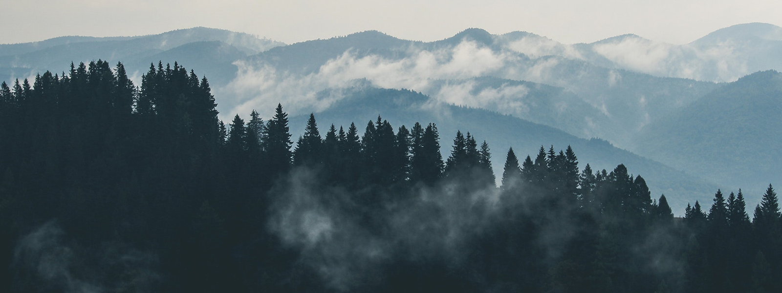A dark forest in front of a mountain range covered by sparse clouds.
