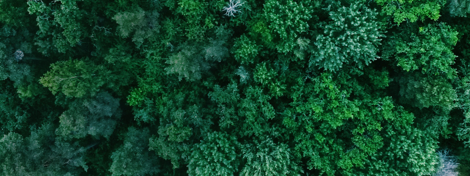 Aerial view of a lush, green forest