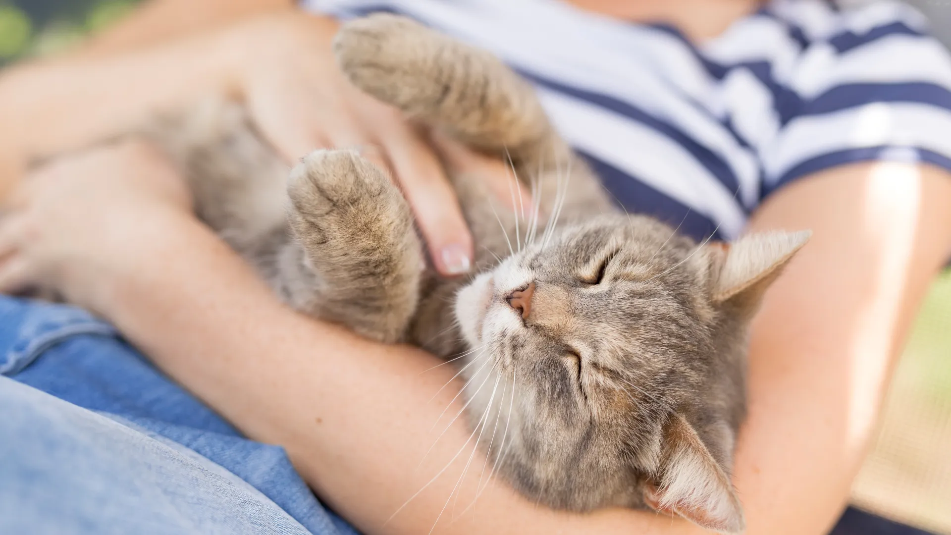 Tickling a cat. Photo: Shutterstock