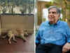 Ratan Tata instructs Taj Hotel Mumbai to be a refuge for a stray pup! Picture goes viral:Image