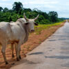 Cattle by the side of the road in Brazilian Amazon.