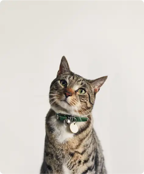 Un gatto tigrato che guarda verso l’alto, rivolto verso la fotocamera.