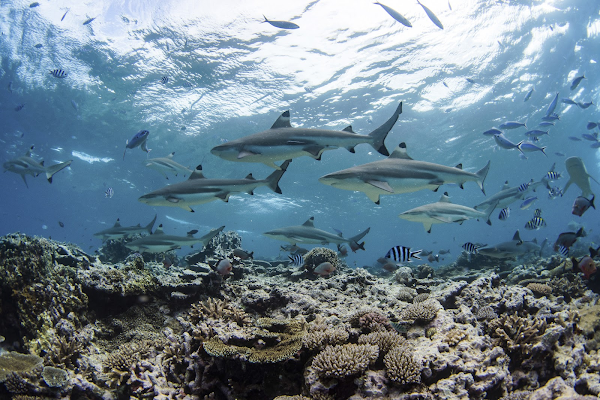 Una vista desde el fondo del océano sobre un arrecife con varios tiburones pequeños y peces nadando alrededor.