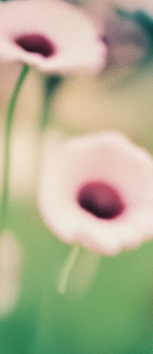 Et billede med blomster på en mark, blødt fokus og en tekst, der benævner, at billedet viser en blomstermark med blødt fokus.