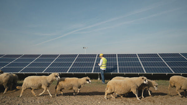 Kawanan domba melintas di dekat panel surya