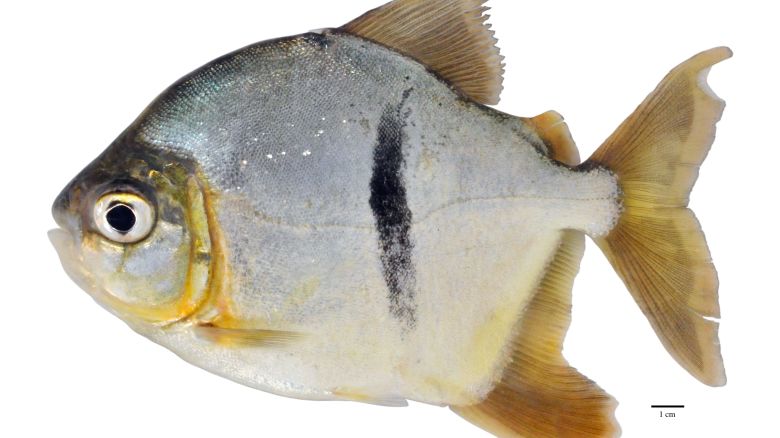A new species of fish has been discovered in the Amazon: a piranha relative with human-like teeth. The eye-catcher was named after a "Lord of the Rings" villain.