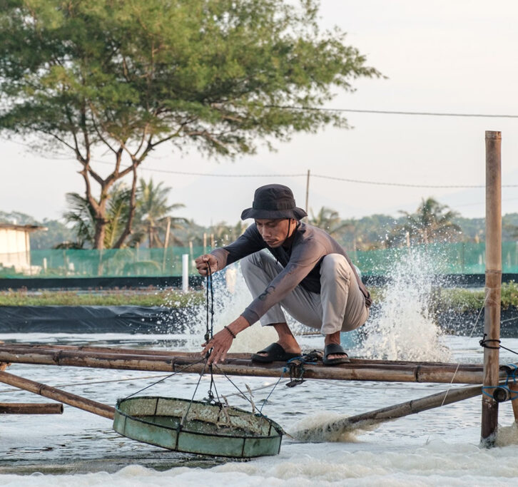 Man in a hat squatting on a wooden plank over a pond hauling a catch of shrimp