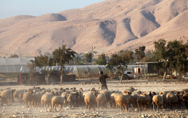 A herd of sheep passes through the Jordan Valley, November 20 2009.
(Yossi Zamir/Flash90)
