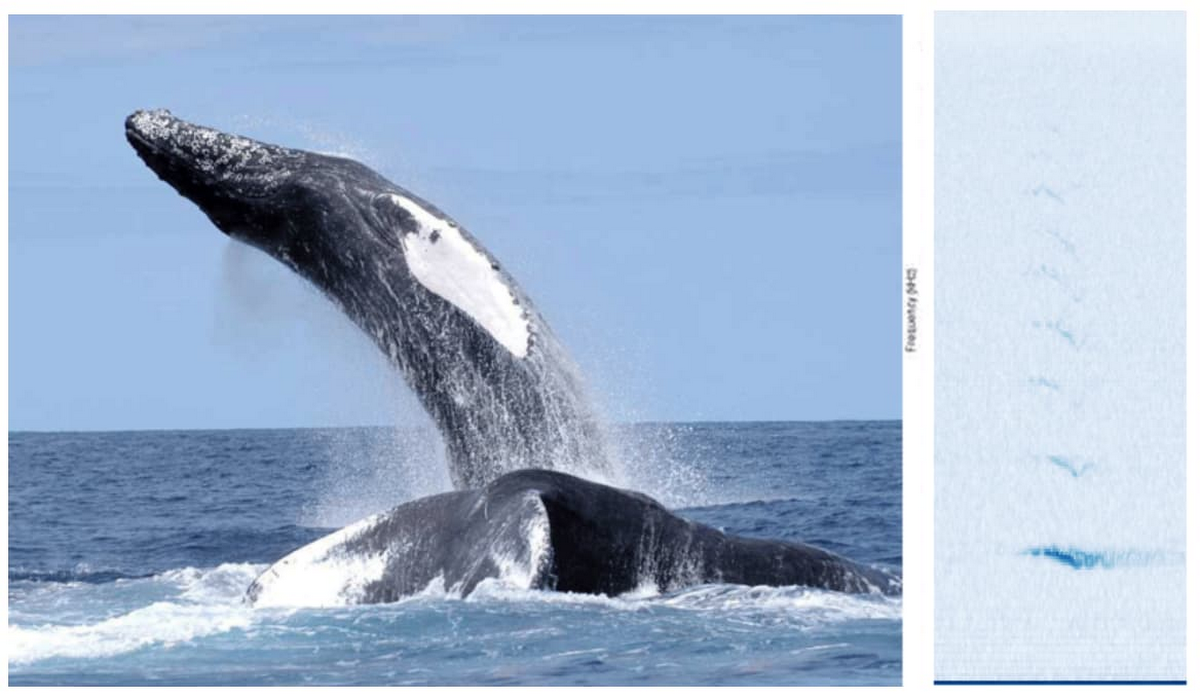 https://storage.googleapis.com/gweb-cloudblog-publish/images/humpback_whale.max-1200x1200.jpg
