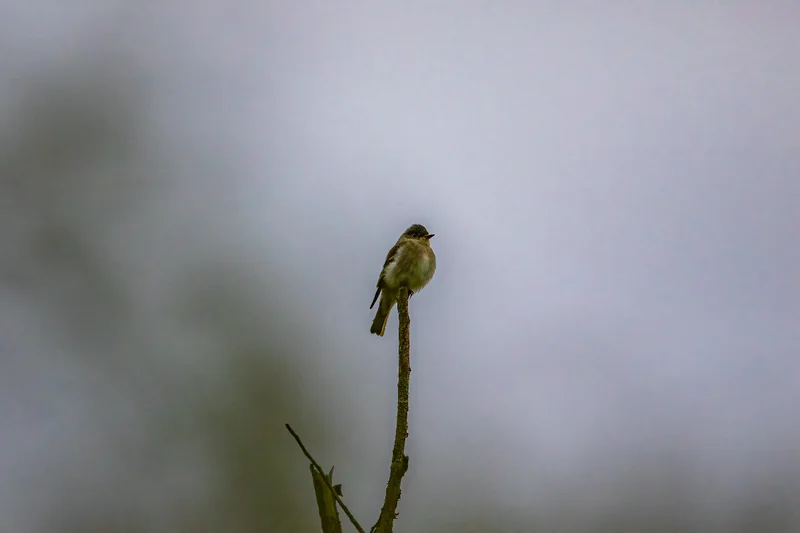 A willow flycatcher bird rests on a tree branch, looking right.