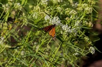 An orange and black monarch butterfly rests on milkweed.