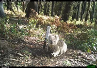 A camera sensor photo of a young koala in the Blue Mountains