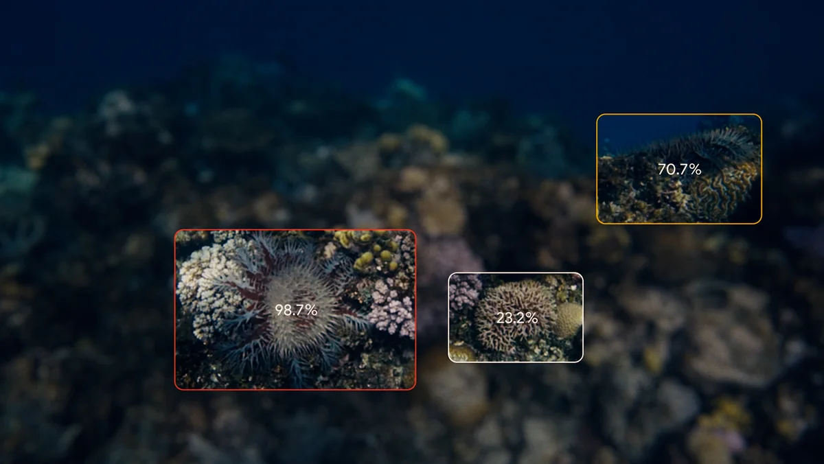 An image showing the the AI model detecting crown-of-thorn-starfish through underwater imagery