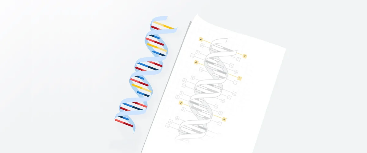 A rendering of a DNA double helix, just above a schematic diagram showing the bases that compose it.