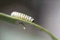 A yellow, white, and black striped caterpillar crawls on a green stem.