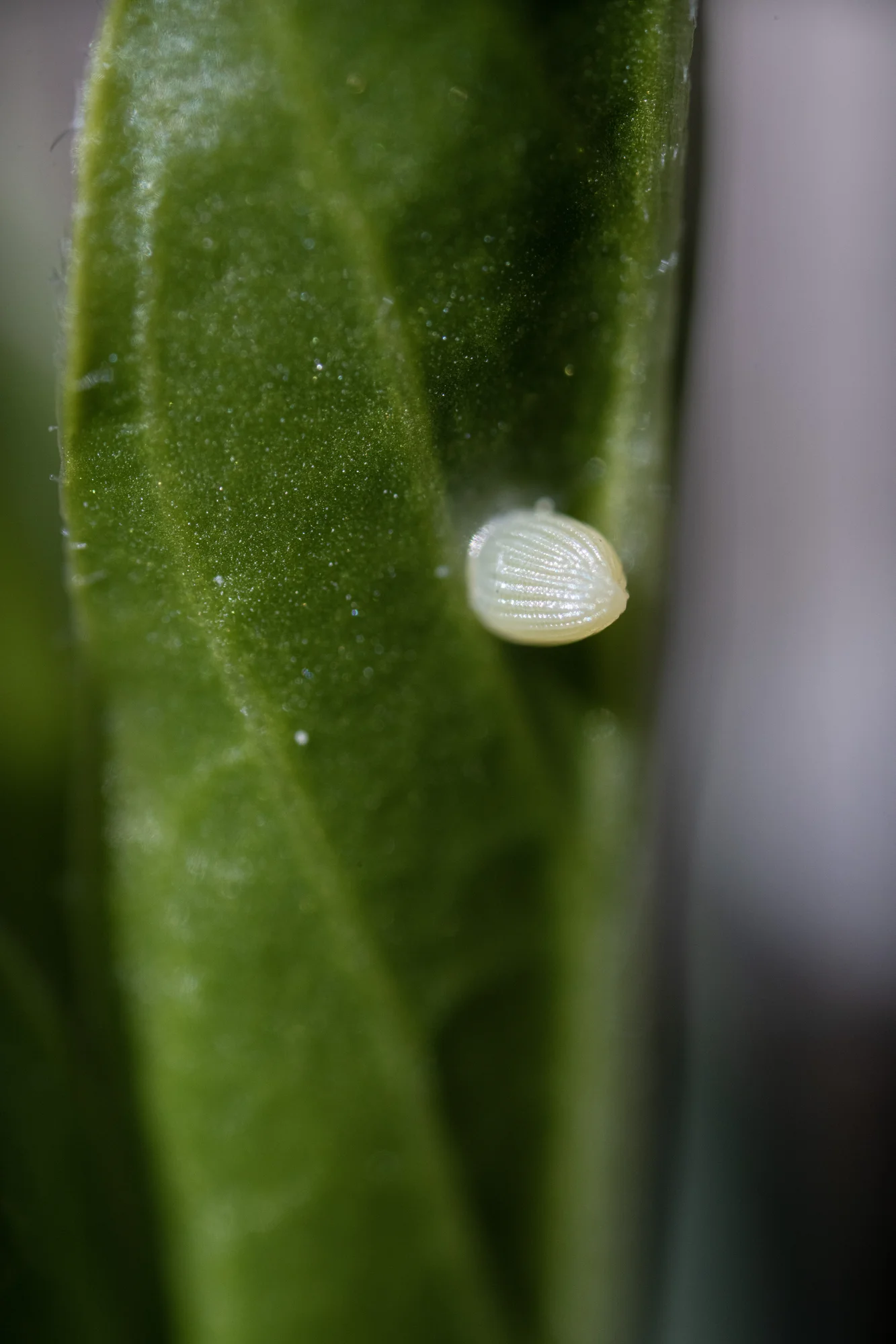 A white caterpillar egg attached to a green plant.