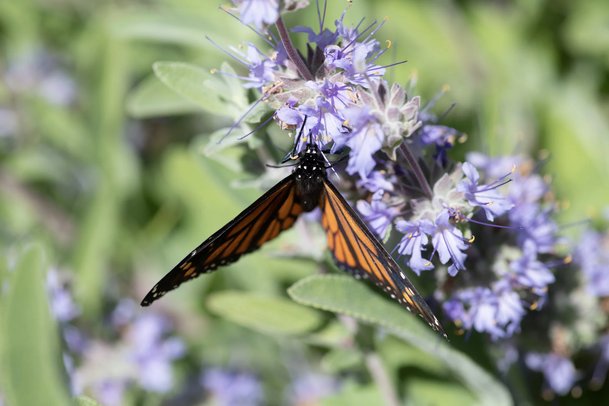 A black and orange butterfly sits upside down on a purple flower.