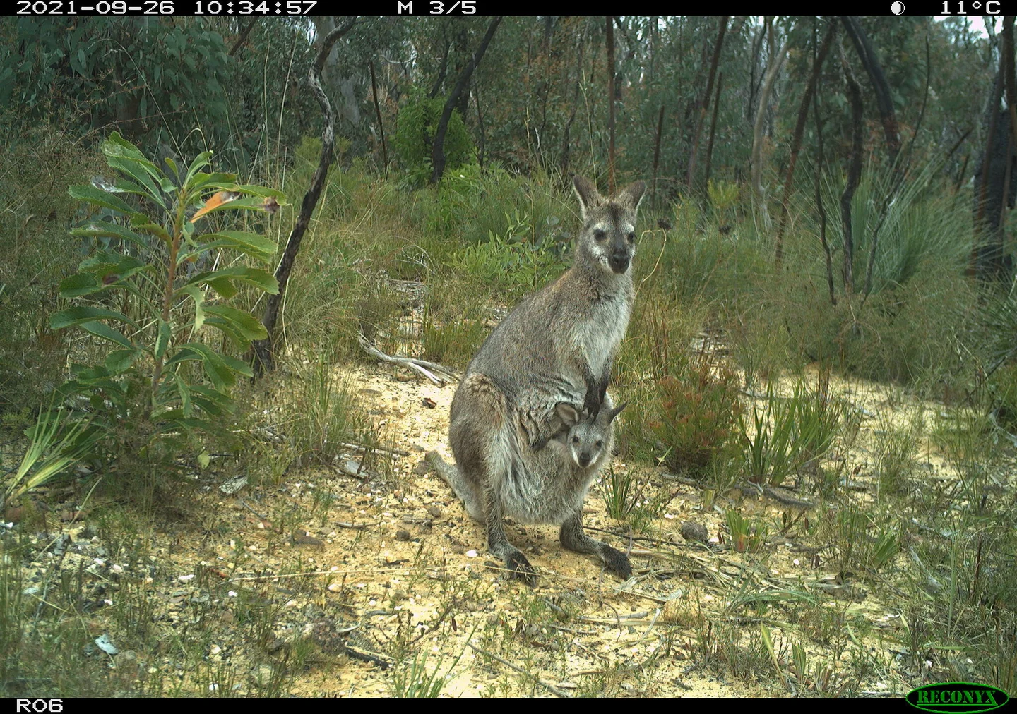 A camera sensor image of red-necked wallaby and its joey in the Blue Mountains (credit: Emma Spencer).