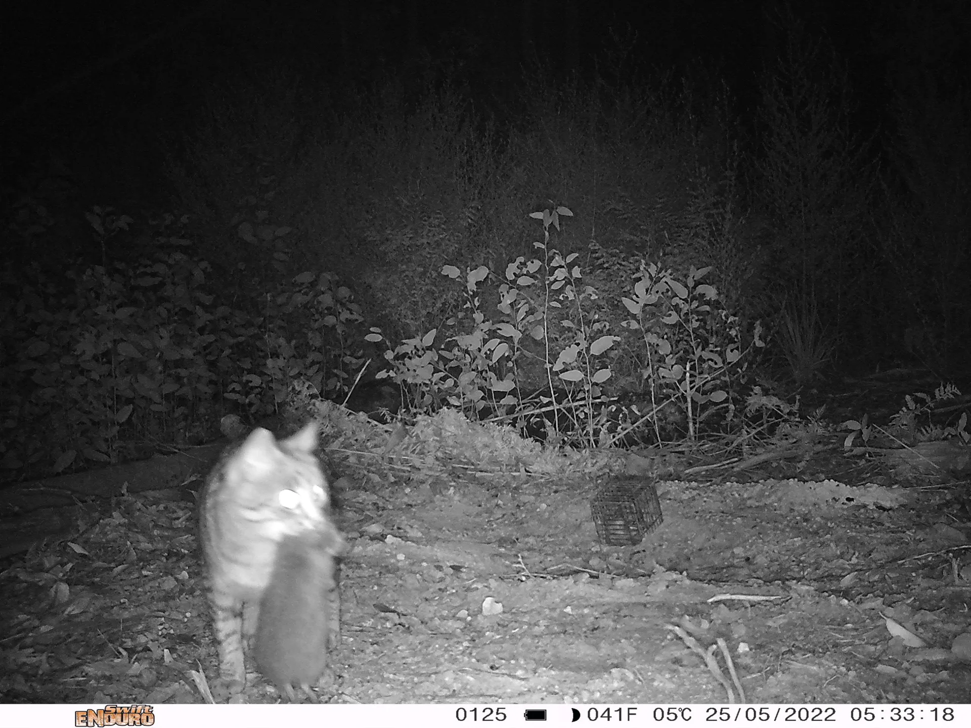 A camera sensor image of a feral cat with a native rodent in East Gippsland, Victoria (credit: Southern Ark).